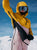 Burton AK Womens Kimmy Gore Tex 2L Anorak 